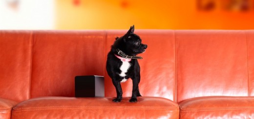 Petcube-and-Rocky