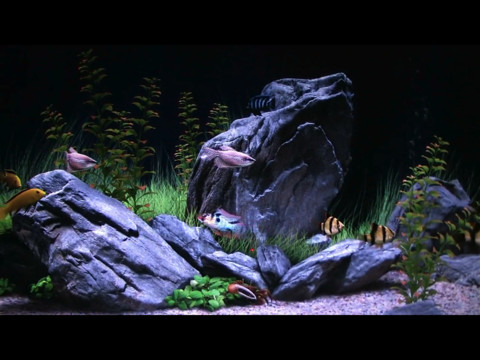 acuariohd2 ¿Quieres tener un acuario en la TV? Con Acuario HD y un Apple TV es fácil