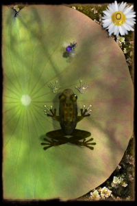 img_0420 img 0420 200x300 Ancient Frog